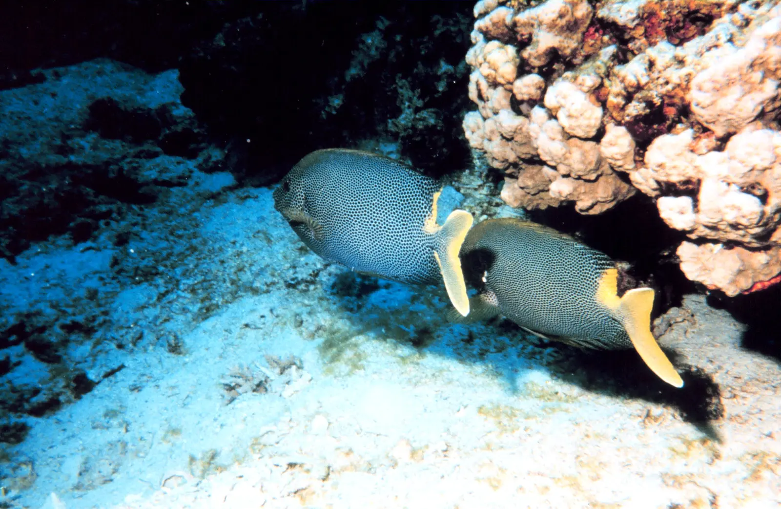 Coral reef ecosystem in the Gulf of Aqaba