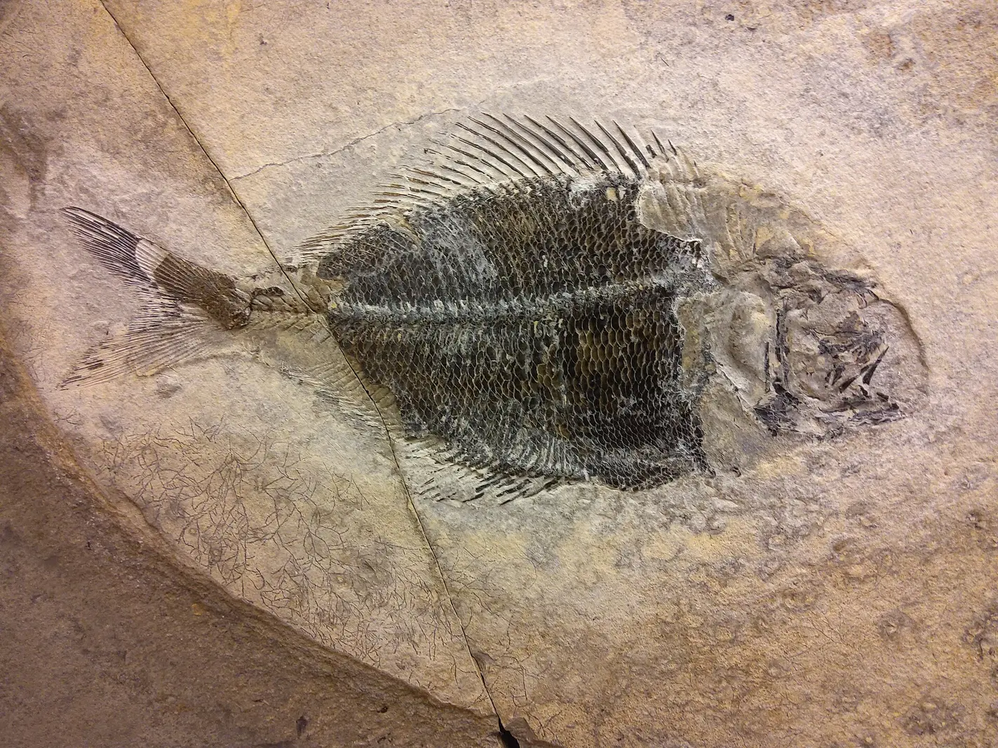 Eocene bony fish fossil from Denmark’s Fur Formation